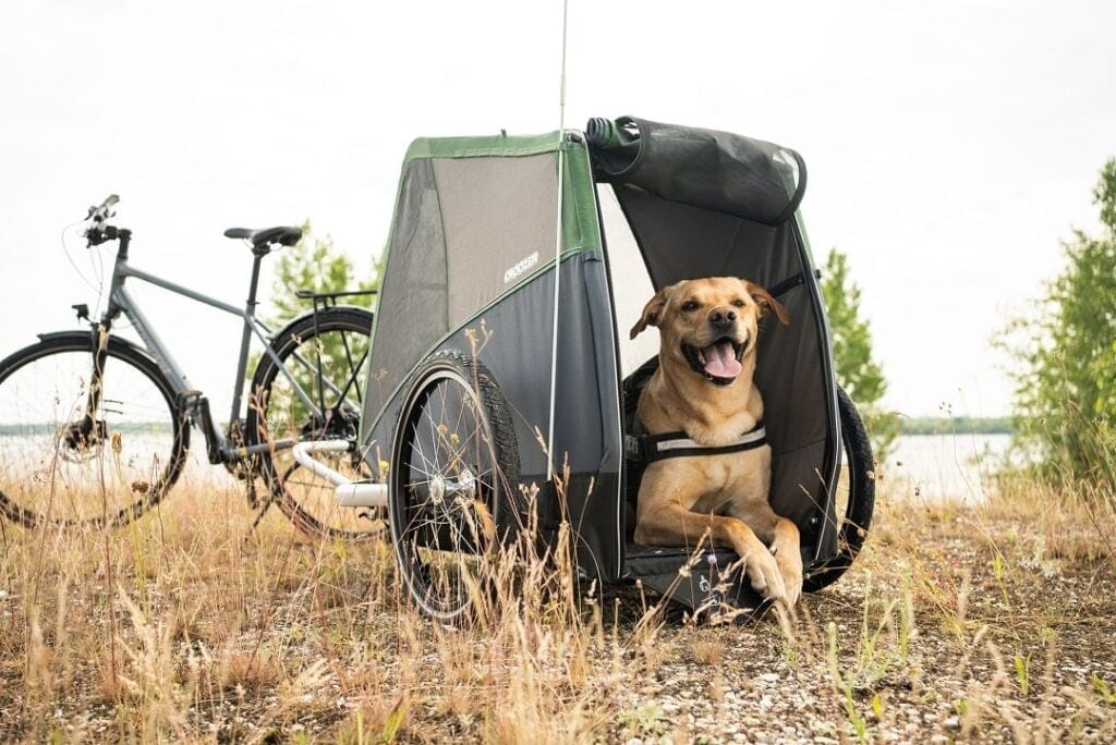 Hund sitzt in einem Fahrradanhänger auf einem Weg im Grünen.