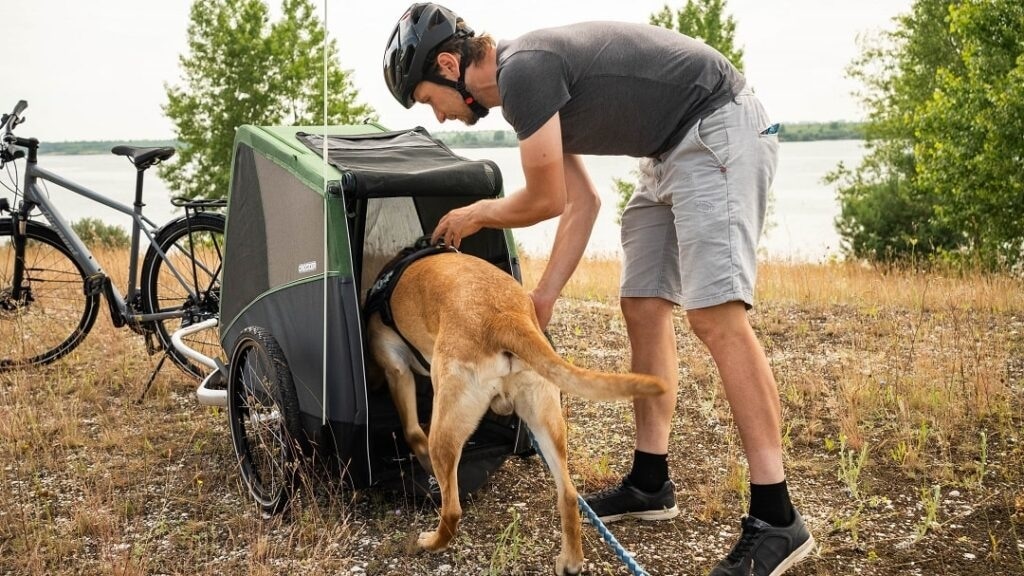 Hund steigt über die niedrige Öffnung in einen Croozer Dog Fahrradanhänger.